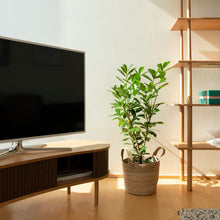 Load image into Gallery viewer, Audacious TV Bench