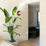 Marguerite Wall Lamp